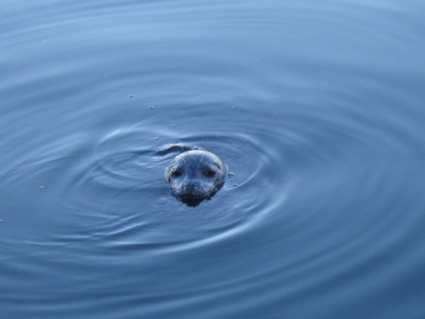 A seal approaches people